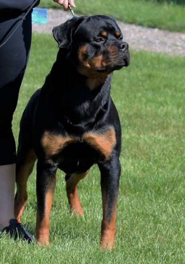 Brandy Hills Rockin Rottweilers Rottweiler Breeders located in